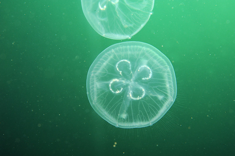 @biotope