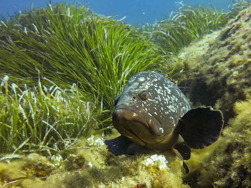 @biotope