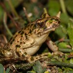 pelodytes_punctatus_sal_fr81_roquemaure_0074