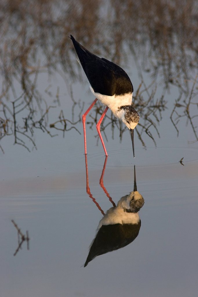 @biotope