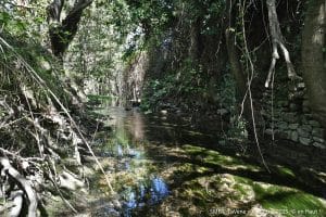 En Aval Du Lagunage