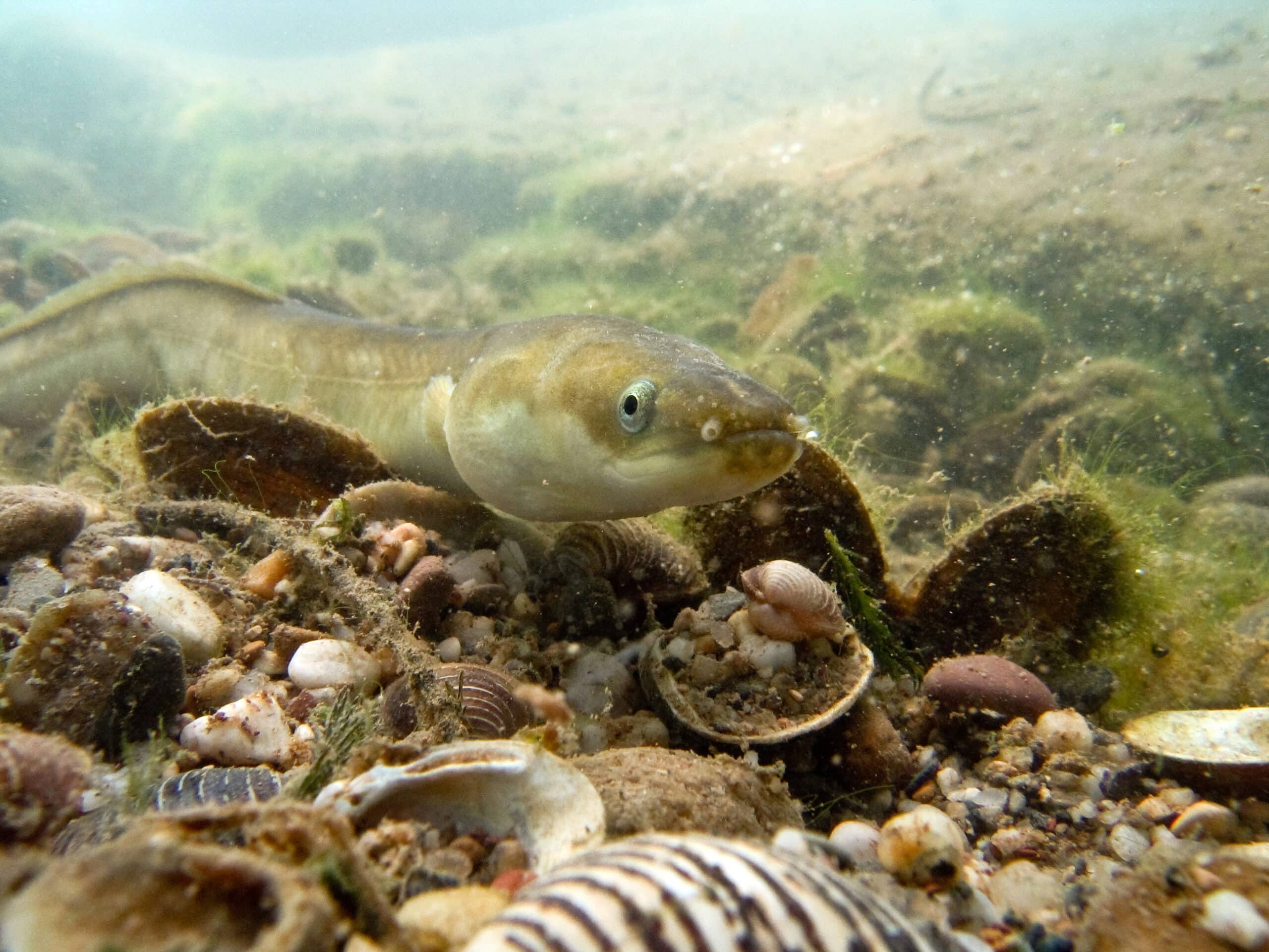 Biotope_Anguilla_anguilla